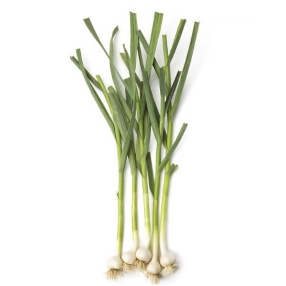 Garlic, Green