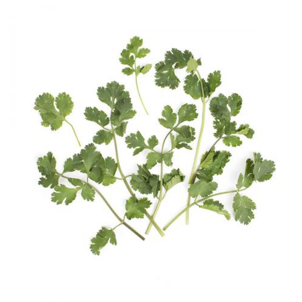Cilantro
